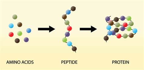 Proteins (Amino Acids) Needed for Silkworm Growth