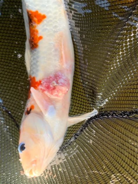 HELP, Is My Koi Sick?!? Diagnose Symptoms & Fish Diseases - FREE Health ...