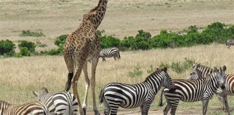 Family Holiday packages Panora Tours and Safaris