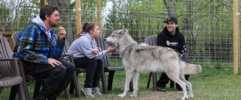 Wolf Dog Sanctuary Yamnuska - Discover Banff Tours