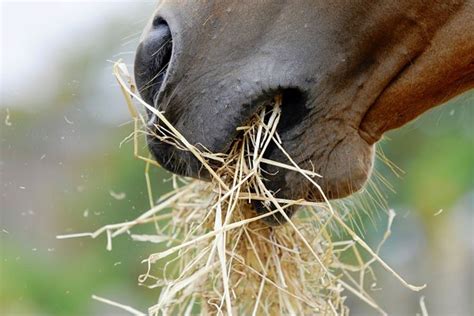 How to Select Horse Hay - UF/IFAS Extension Marion County