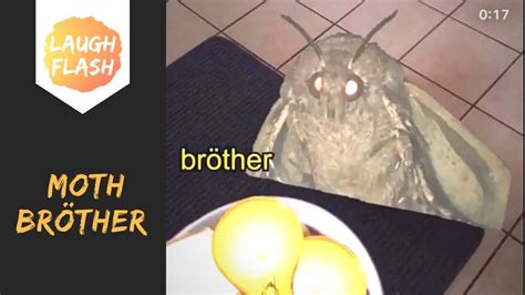 Moth Lamp Meme 😂 by axocolereux - YouTube