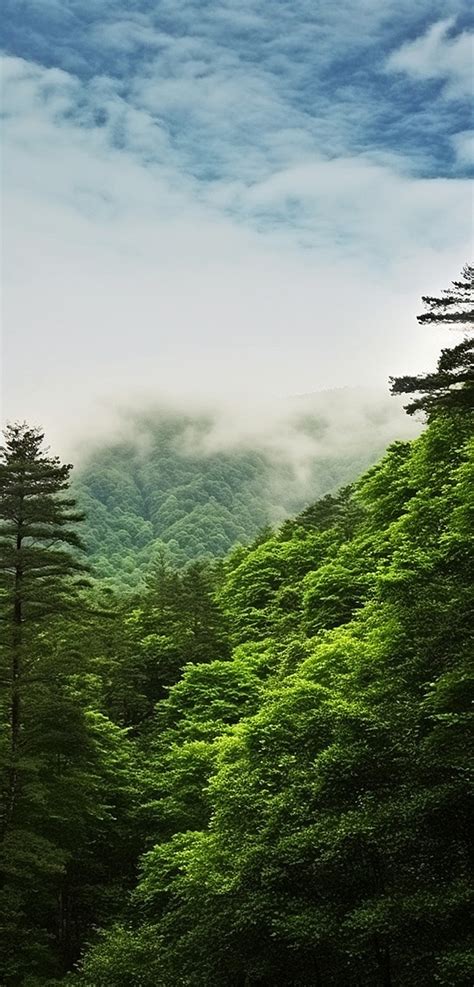 A Mountain Forest Under A Cloudy Sky With Trees And Greenery Background Wallpaper Image For Free ...