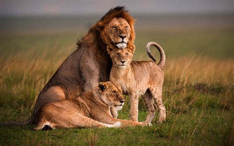 Free photo: Lion Family - Animal, Family, Jungle - Free Download - Jooinn