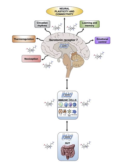 IJMS | Free Full-Text | Role of the Serotonin Receptor 7 in Brain Plasticity: From Development ...