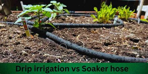 Unveiling The Secrets Of Watering: Drip Irrigation Vs Soaker Hose – A ...