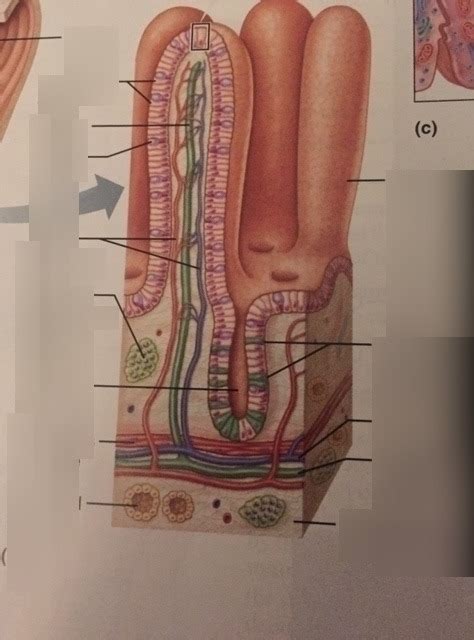 structure of a villus in small intestine Diagram | Quizlet