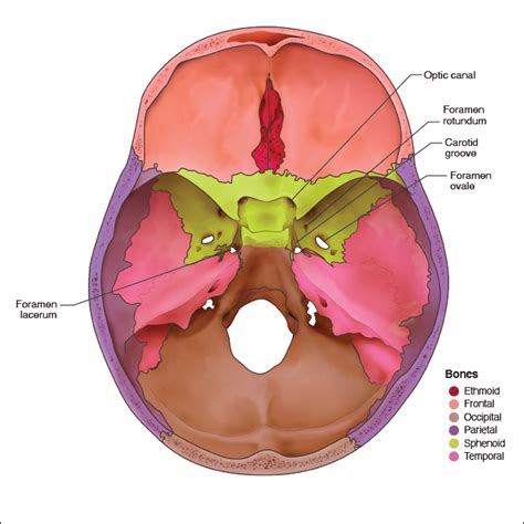 Optic Foramen Sphenoid Bone