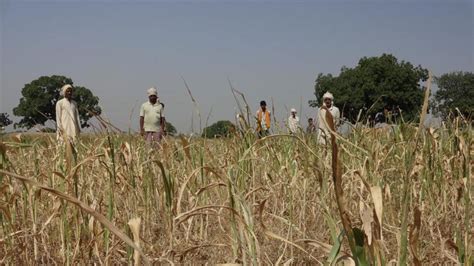 Sowing of kharif crop in Maharashtra currently at 16.2%, lower than 2020 - Hindustan Times