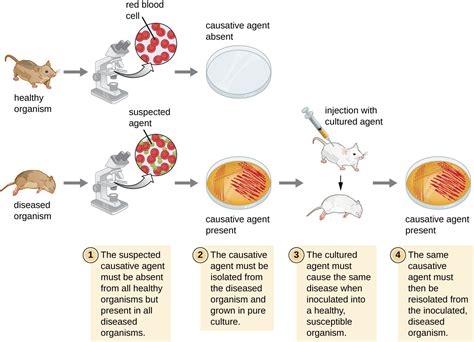 How Pathogens Cause Disease | Microbiology