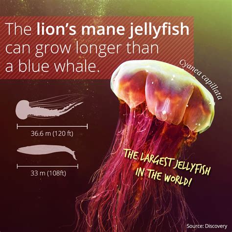 World's Largest Jellyfish | North America from ... | Lion's mane jellyfish, Lion mane, Jellyfish