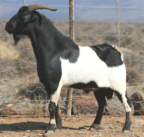 Nguni / Mbuzi Goat - Indigenous Veld Goats