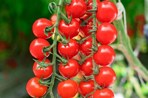 Red Cherry on-the-Vine Tomatoes | Nature Fresh Farms