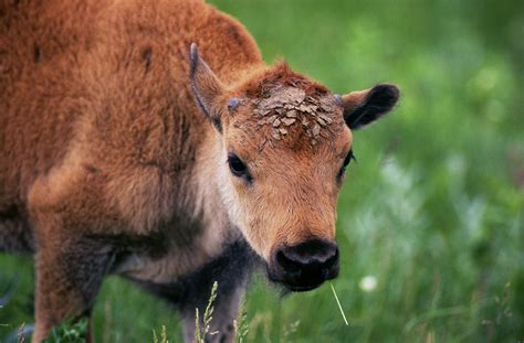 Bison Calf Photograph by Ken Maher - Fine Art America