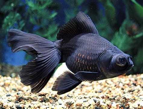 Black Moor Goldfish | Arizona Aquatic Gardens