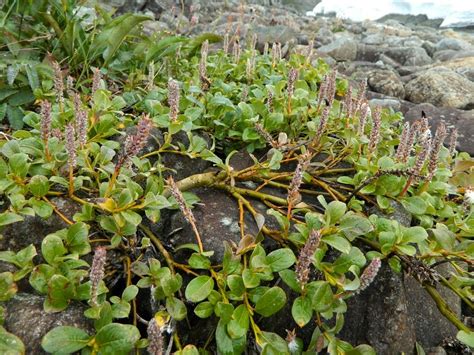 Trees Planet: Salix arctica - Arctic Willow