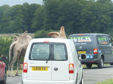 Longleat Safari Park - 01.08.2015 | Safari Drive Through | RobMcPhillips | Flickr