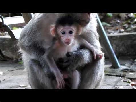 Omg! Look The Way To Rescue Pity Monkey at KPC|How The Man Rescue Pity ...