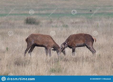 Pair of Red Deer Fighting with Antlers during Rutting Season in the UK ...