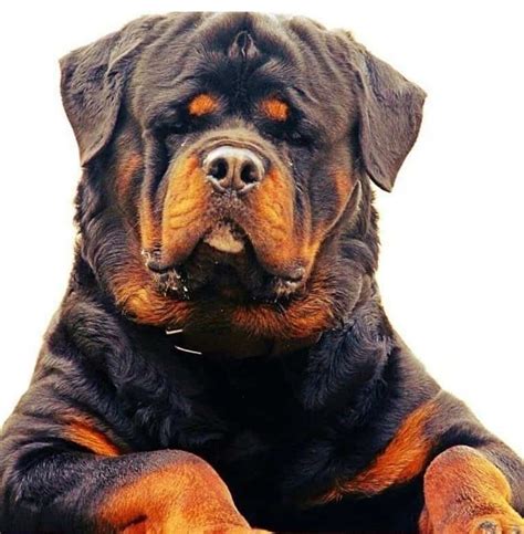 Husky Rottweiler Mix Facts | Alpha Paw