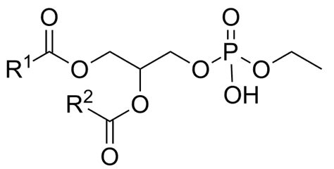 Phosphatidylethanol - Wikiwand