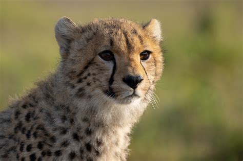 Cheetah Cub Close Up 5mp – Rupert Studios