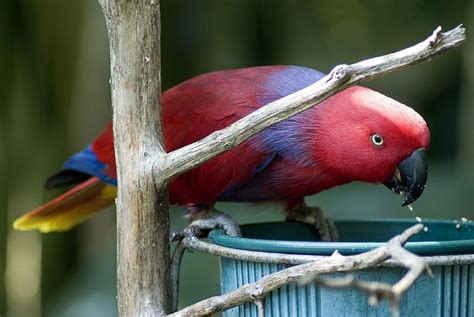 Eclectus Parrots - Learn About Nature