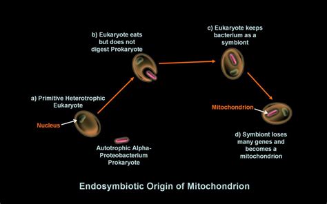 Endosymbiosis - The Appearance of the Eukaryotes