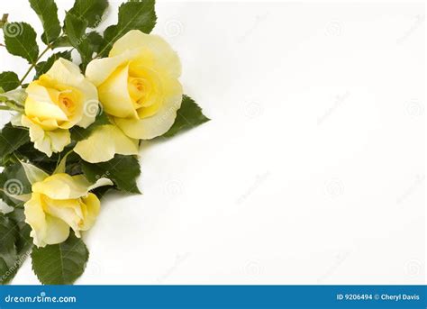 Petite Yellow Roses White Background Stock Photo - Image of fragrance ...