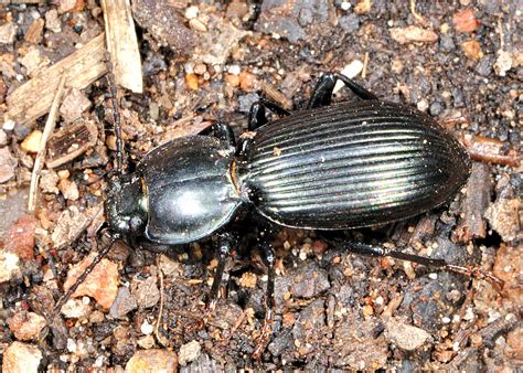 Black Ground Beetle - ? Catadromus sp.