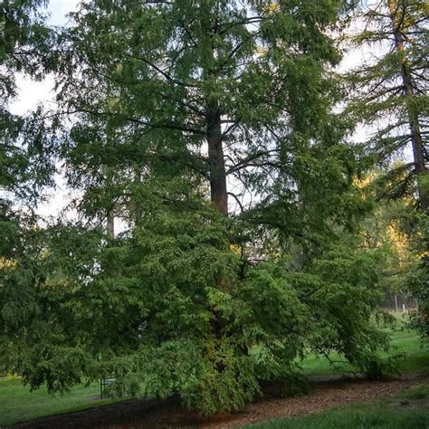 Dawn Redwood Trees for Sale at Arbor Day's Online Tree Nursery - Arbor Day Foundation