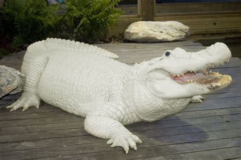 Gatorland Admission Tickets