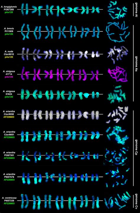 Frontiers | Oat chromosome and genome evolution defined by widespread terminal intergenomic ...