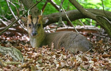 Muntjac - the facts about Reeves' deer and where to find them