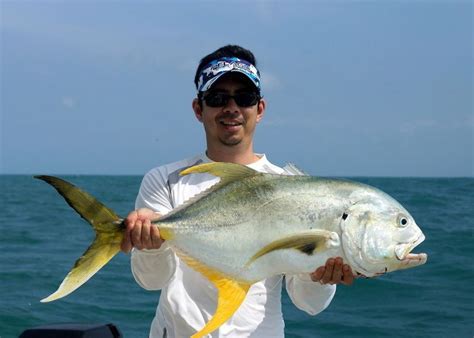 Crevalle jack - Alchetron, The Free Social Encyclopedia