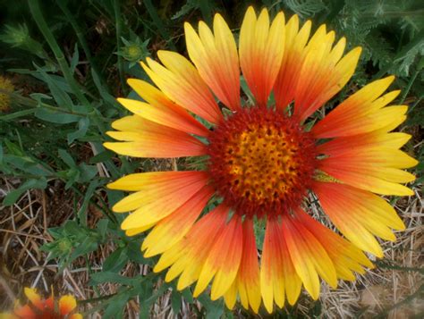 Tickled Pink: CRAZY DAISY and RUDBECKIA