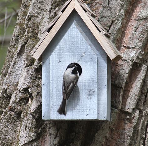 Chickadee checks out birdhouse | Birds of New England.com