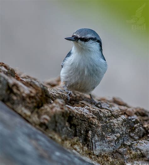 Eurasian Nuthatch (Sitta europaea)