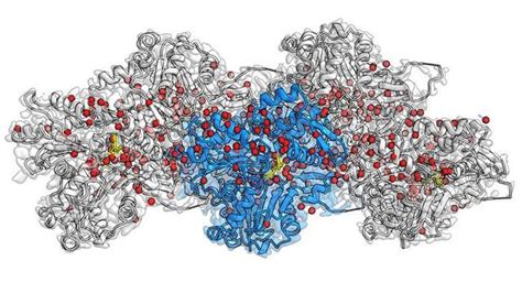 Tiniest Details of Actin Filaments Revealed | Technology Networks