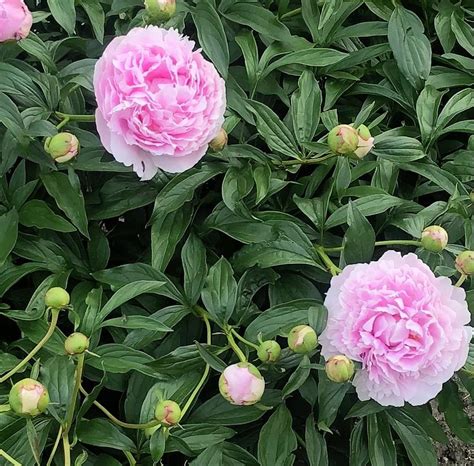 Pink Hydrangeas Photograph by Anna Stuewe - Fine Art America