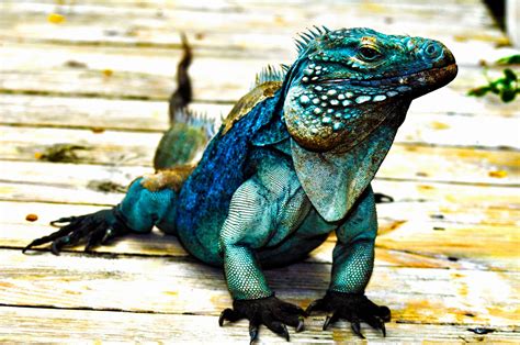 Tony Walton: Blue Iguana - Grand Cayman