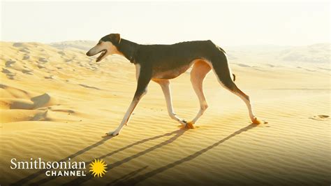 This Arabian Dog is Fast Enough to Catch a Gazelle 🤩 Amazing Dogs ...