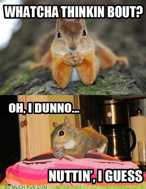 Puns - squirrel - Funny Puns - Pun Pictures - Cheezburger