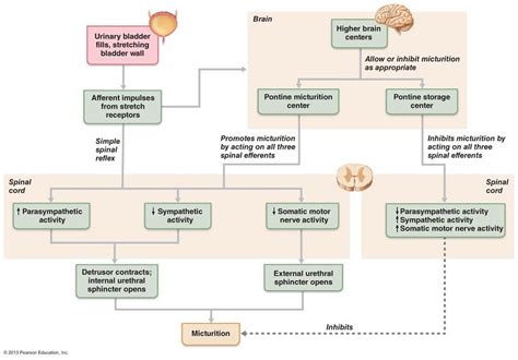 The Urinary System | Anatomy and physiology, Physiology, System