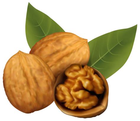 Walnuts PNG Clipart Image | Clip art, Nut recipes, Walnuts