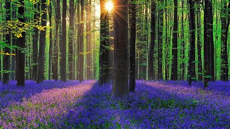 Bluebell forest at spring (Hallerbos, Belgium) - backiee