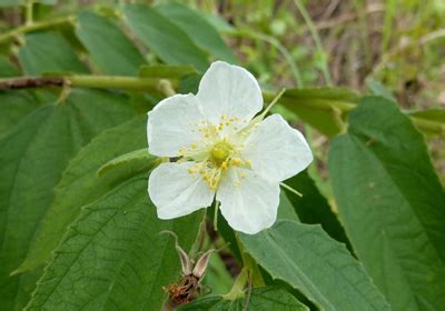 Jamaican Cherry - Muntingia calabura