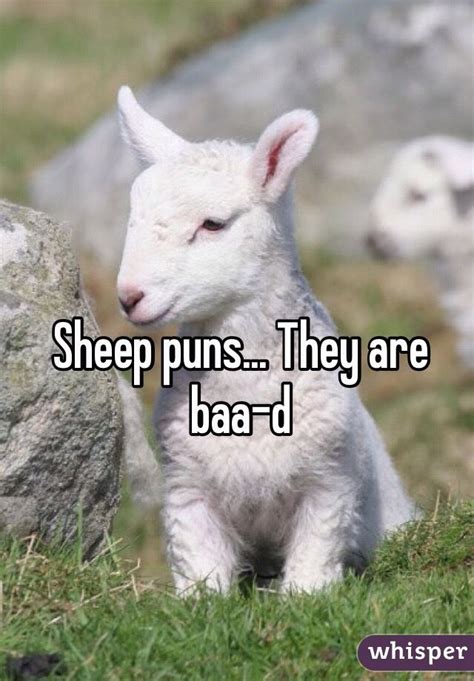 Image result for sheep puns (With images) | Sheep puns, Puns, Sheep