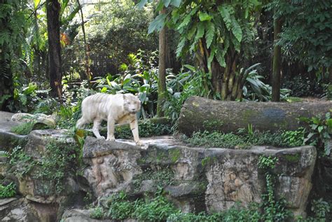 A Day at the Singapore Zoo | Live Limitless