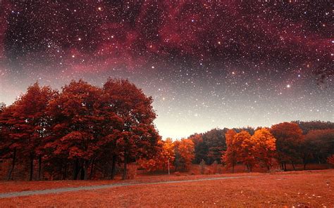 Alberi rossi, foresta rossa sotto la notte stellata, stelle, caduta ...